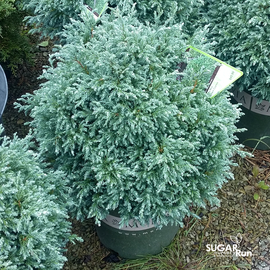 Chamaecyparis pisifera 'Baby Blue'